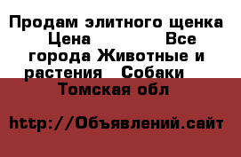 Продам элитного щенка › Цена ­ 30 000 - Все города Животные и растения » Собаки   . Томская обл.